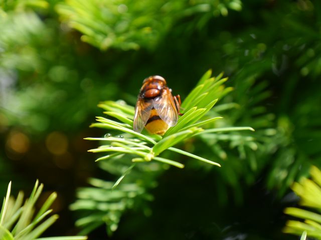 Hornissenschwebfliege