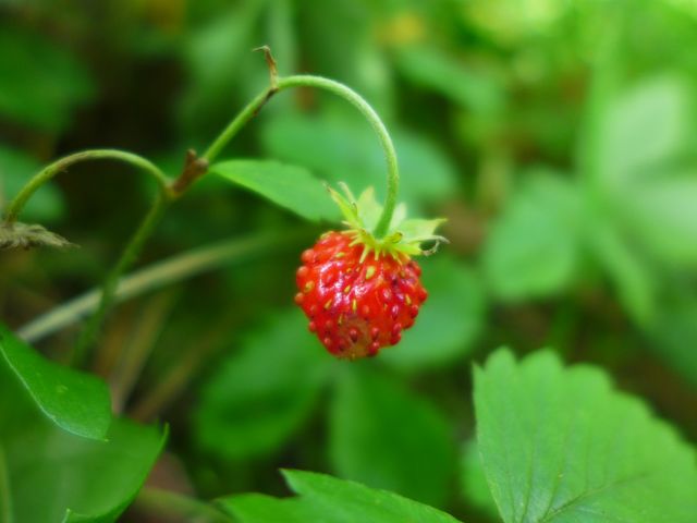 Walderdbeeren