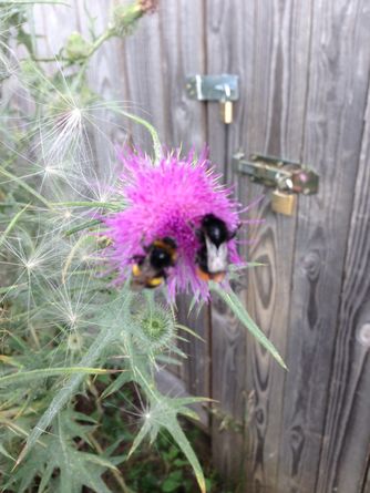 Stein- und Erdhummel auf Ihrer Mission