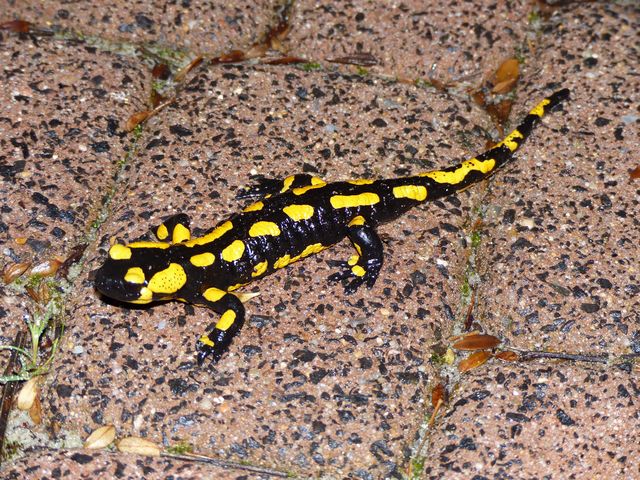 Salamander