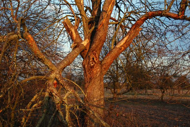 alter Obstbaumhochstamm