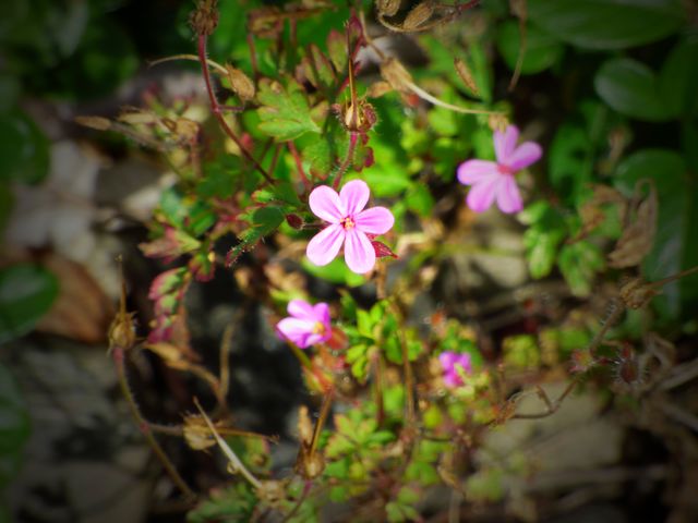 Sinkender Storchenschnabel