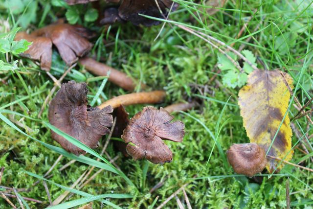 Ende Oktober - Pilze