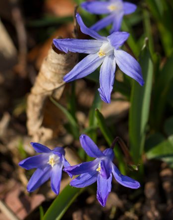 Sirbirischer Blaustern