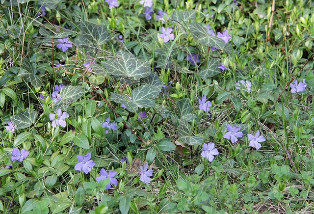 Blütenvielfalt im wilden Garten