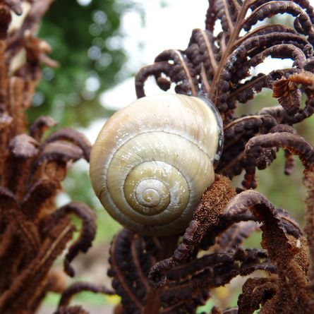 Eine Hainschnirkelschnecke