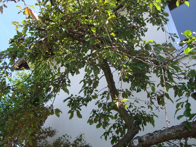 Unser Apfelbaum im Juni