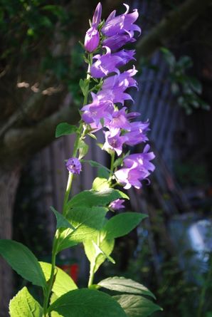 Schattenbeet, Campanula latifolia