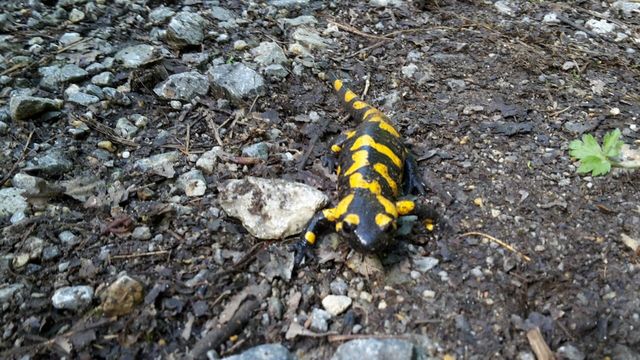 Feuersalamander