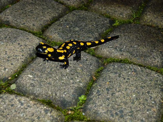 Salamander