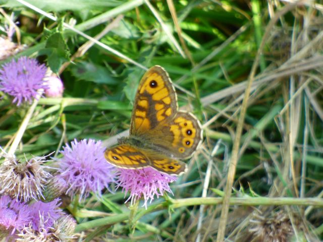 Schmetterling