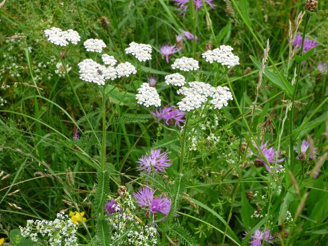 Blumenwiese