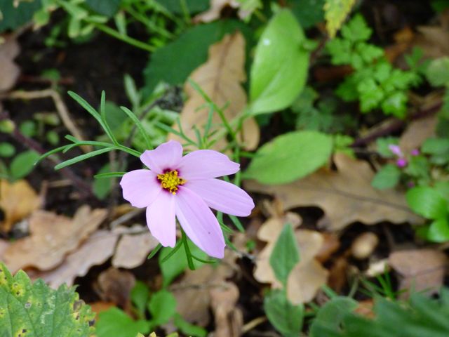 Blumenwiese