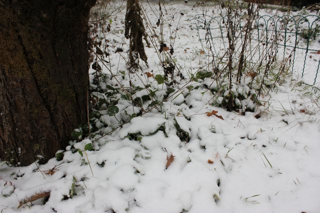 Schneedecke über Gras und Laub