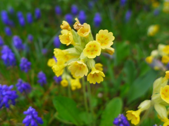 Schlüsselblume und Traubenhyazinthen