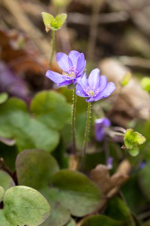 Leberblümchen