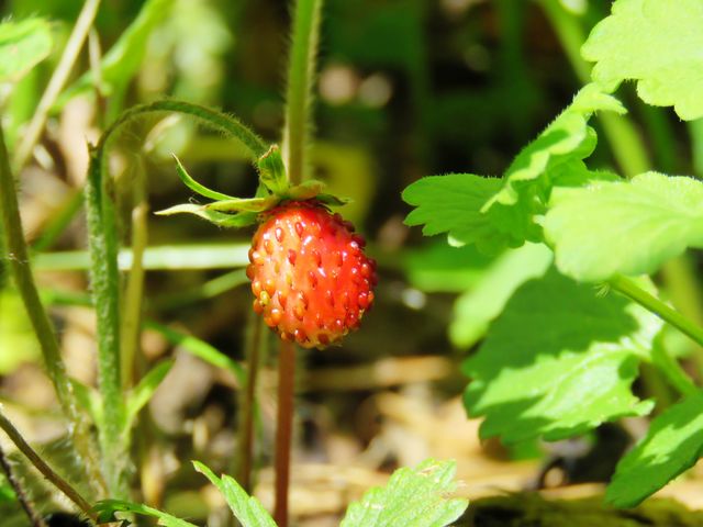 Walderdbeere/Monatserdbeere