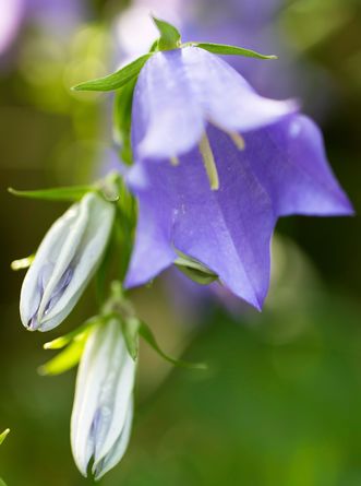 Pfirsichblättrige Glockenblume