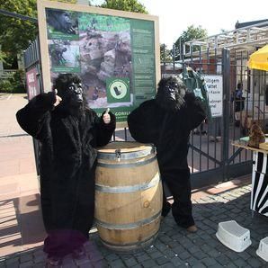 Zwei Gorillas am Infostand