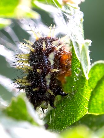 Schmetterlingsraupe spinnt sich ein