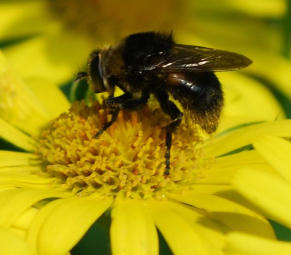 Doronicum pardalianches, Narzissen-Schwebfliege