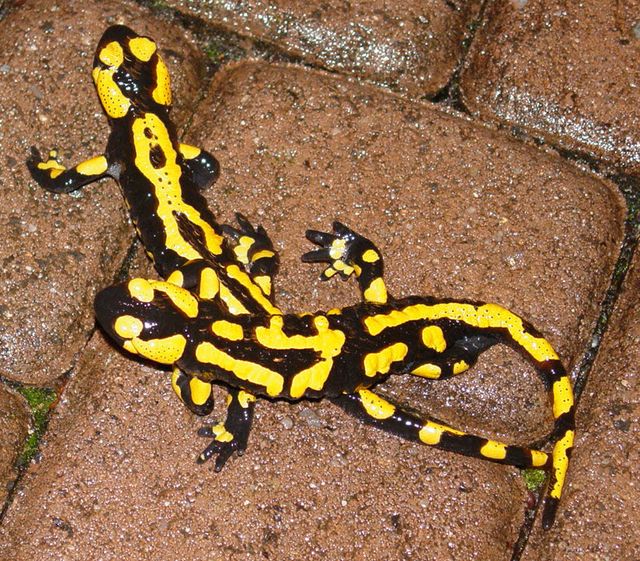 2 Salamander