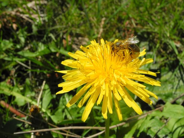 Löwenzähnchen mit Bienchen