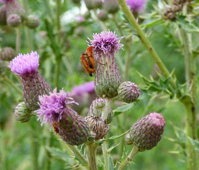 Kratzdistel 