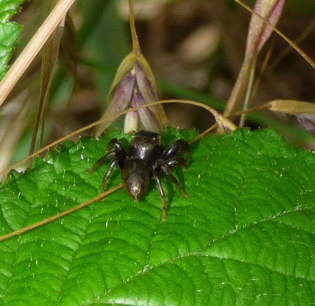 Schwarze Springspinne