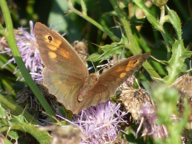 Schmetterling