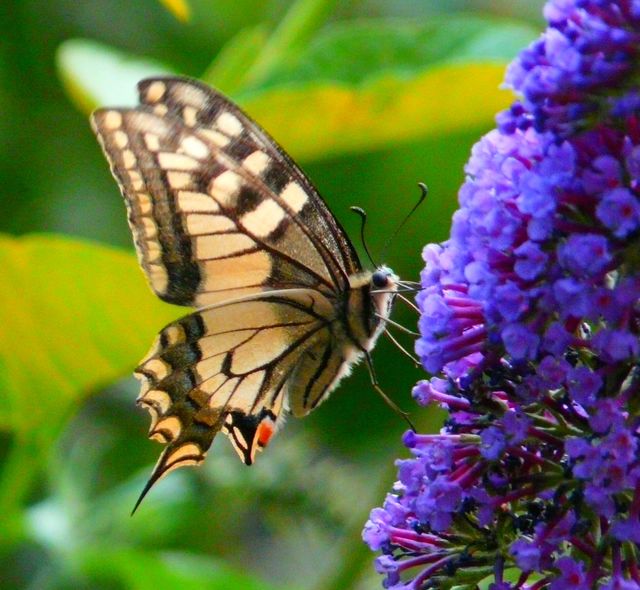 Schmetterling