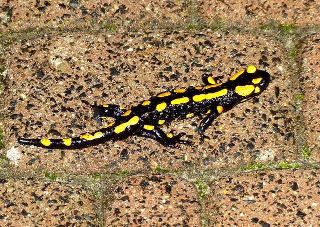 Salamander