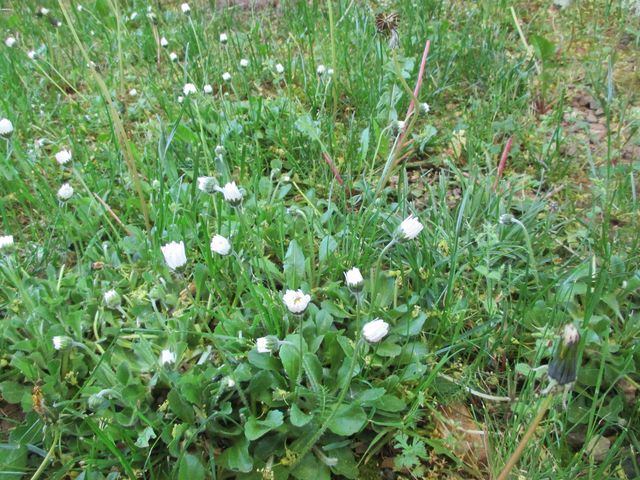 wilde Blüten