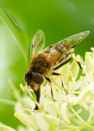 Zweiflüglige Halmfliege