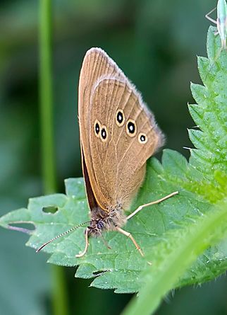 Schornsteinfeger/Brauner Waldvogel