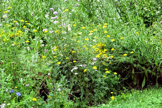 Wiesenblumen