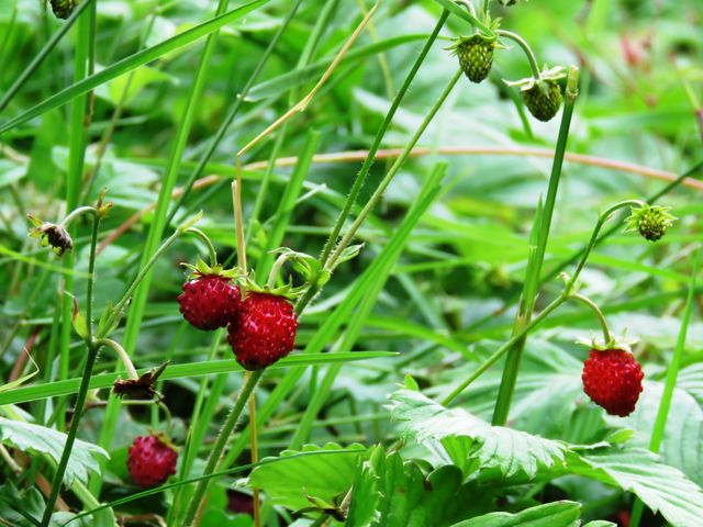 wilde Erdbeeren