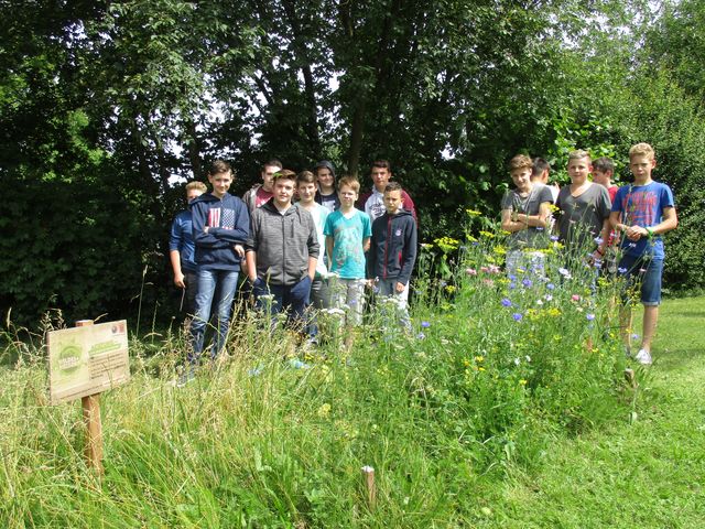 Unsere Ecke im Juli - Blüten in allen Farben. Zahlreiche Bienen, Schwebfliegen und Hummeln, Ameisen haben Blattlauskolonien angelegt - Biodiversität pur!