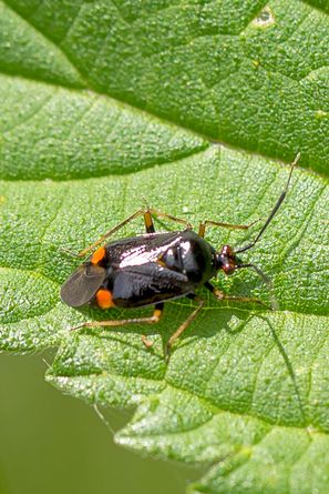 Käfer ?