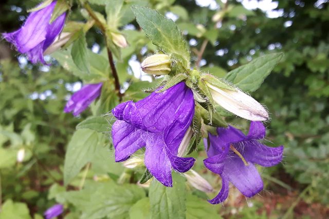 Knäulblütige Glockenblume