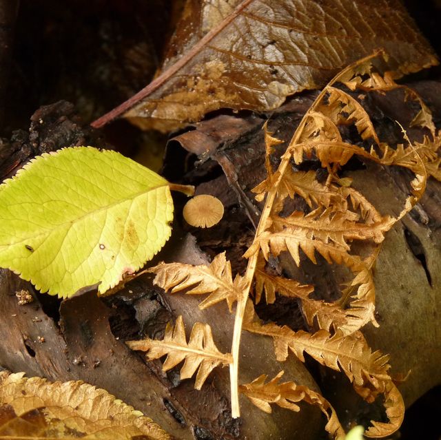 Pilz im Totholz