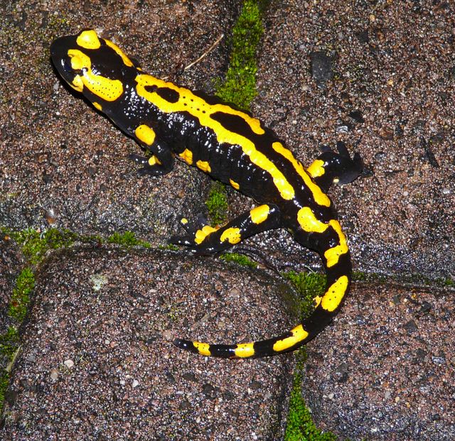 Salamander