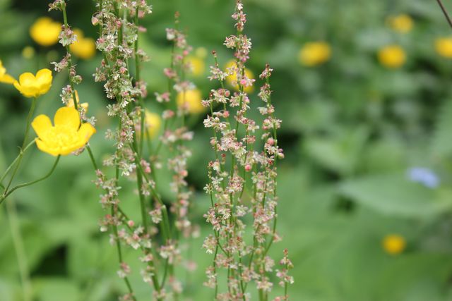 Filigrane Blüten