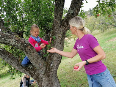 Die Brensbacher Waldfüchse ernten Äpfel auf der Streuobstwiese © ifok GmbH