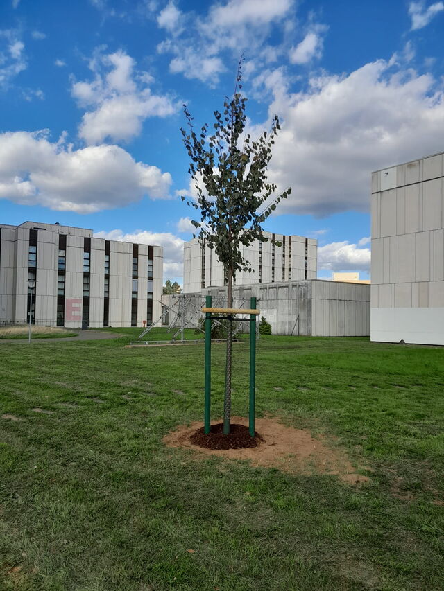 Baumpflanzung Justus.Liebig-Universität Gießen
