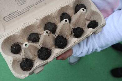 Selbstgemachte Samenbomben in der Pestalozzischule Nauheim © ifok GmbH