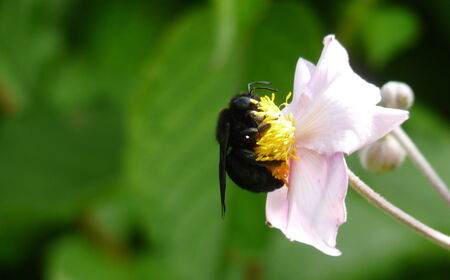 Themenbild Holzbiene