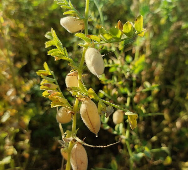 Kichererbsenanbau