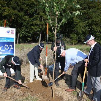 Baumpflanzaktion - Bäume werden gesetzt