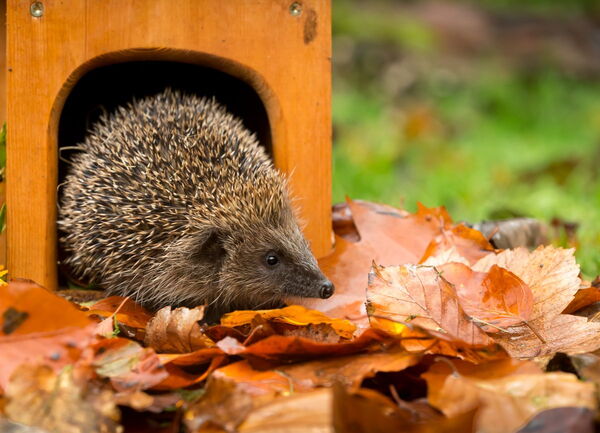 Ein Igel auf Herbstlaub